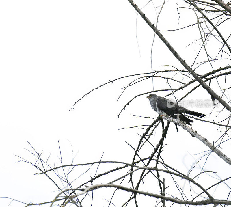 布谷鸟(Cuculus canorus)雄性高音调呼叫